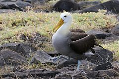 Waved Albatross